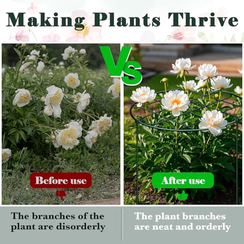 6 Pack 16 x 24 Inch Peony Cages and Supports for Outdoor Plants - size: 6pack/16 x 24 inch