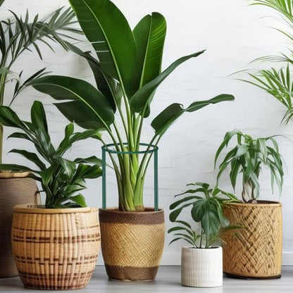 DoubleFill 24 Pcs Peony Cages and Supports Snake Plant Support Stakes