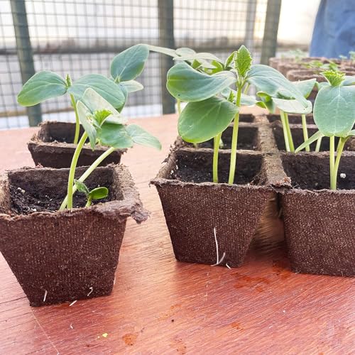 Jiffy Seed Starting Strips - Biodegradable, Plant Starter Pots, 10 Cell, 50 Strips - Peat - color: 50 Strips (500 Cells Total)