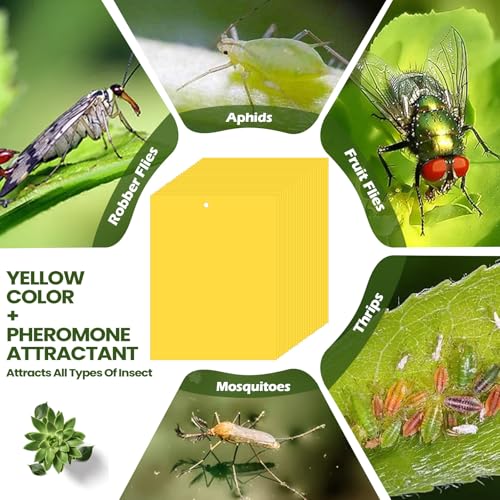 Qualirey 250 Pcs 6 x 8 in Yellow Sticky Traps for Gnats Plant Insect Trap - color: Yellow