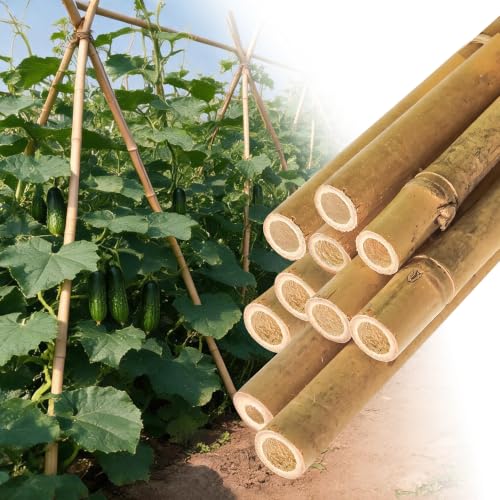 Natural Bamboo Plant Stake (Approx 8ft 10pcs 1") Sturdy Bamboo Poles, Durable Plant Bamboo Stake, Garden Climbing Plant Bracket. - size: 93in-10PCS