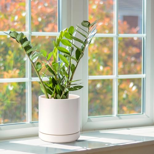 D'vine Dev 2-Pack Ceramic Pots with Saucers, Oatmeal, 6.5 in, 94-V-C-8 - color: Oatmeal, size: 6 Inch