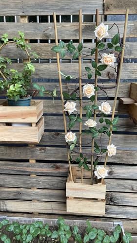 Natural BambooTrellis, 4Feet,3Pack,GUANGYE,Fan-Shaped Plant Support Trellis - style: 4Feet,3Pack