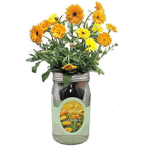 Hydroponic Calendula Growing Kit, Self-Watering Mason Jar Garden Starter Kit Indoor, Grow Calendula from Organic Seeds - color: Calendula