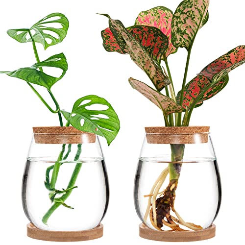 Biggun 2 Pcs Glass Plants Propagation Stations for Home Office Decor