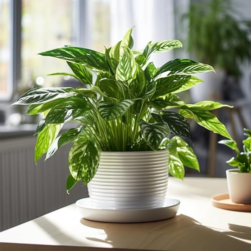 30 Pack Plant Saucer 5 Inches Plastic Drip Trays to Catch Water, Light Grey - color: Light Grey, size: 5 inch