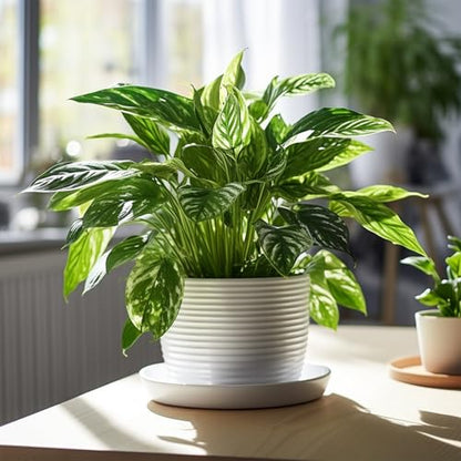 30 Pack Plant Saucer 5 Inches Plastic Drip Trays to Catch Water, Light Grey - color: Light Grey, size: 5 inch