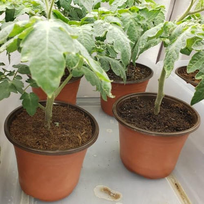 100 PCS Plastic Nursery Pots 6 Inch - style: 6 Inch