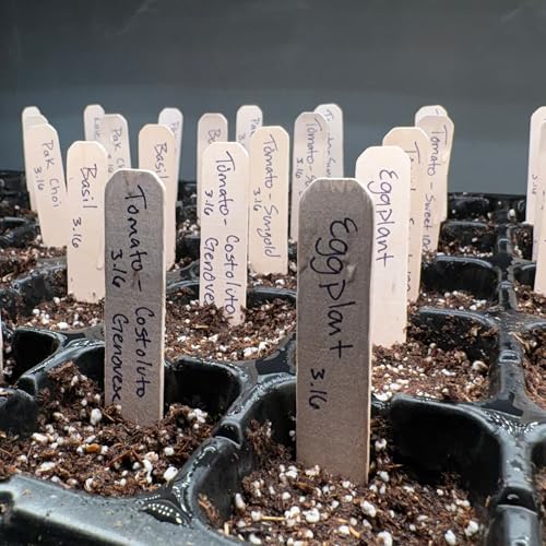 Natural Wood Plant Labels, Garden Markers for Herbs and Seedlings, 4 inches Tall, 50 PCS, Biodegradable, Made in USA (100, White)