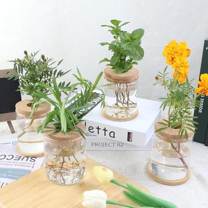 Plant Propagation Station,Hydroponic Glass Container Vase 2 Sizes Planter Propagated Jars for Desks, Houses, Garden Decorations,Home Kitchen Decorations and Gifts cu.20.5 (6pcs)
