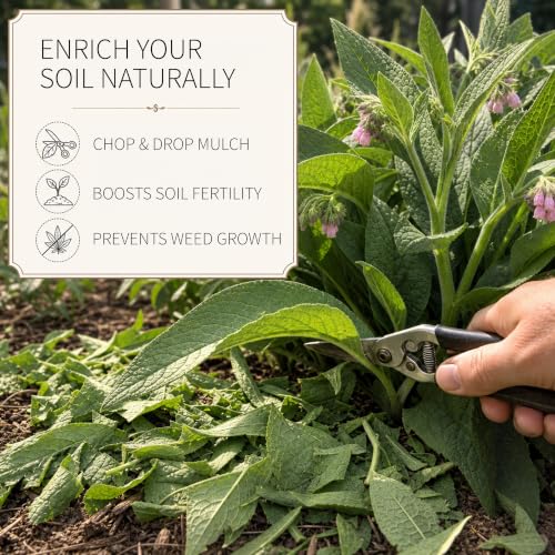 Smoke Camp Crafts Organic Comfrey Plant, Symphytum officinale, Beautiful Knitbone Plants, Garden Decor, 2.5" Pot