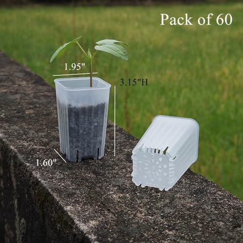 60 Pack 1.95 Inch Tiny Clear Plastic Square Nursery and Seedling Pot, Mini Deep Transplant Seed Starter Planter with Drain Hole for Germination, Herb, Succulent - color: Clear