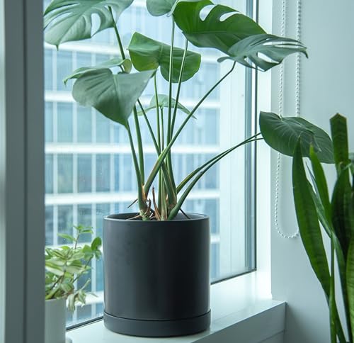 Phoenix Vine 10 Inch Plastic Plant Saucer Water Drip Tray, Heavy Sturdy Round Plant Drainage Tray for Indoors Outdoor, Matte Black, 21-TY-10B-1 - size: 10"