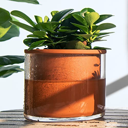 Phoenix Vine 6 Inch Self Watering Plants Pot, Design Terracotta Pot for Plants, Indoor Cylinder Terra Cotta Planter with Glass Vase, Set of 1, 51-A-F-1 - color: Terracotta, size: 6" (1 Pack)