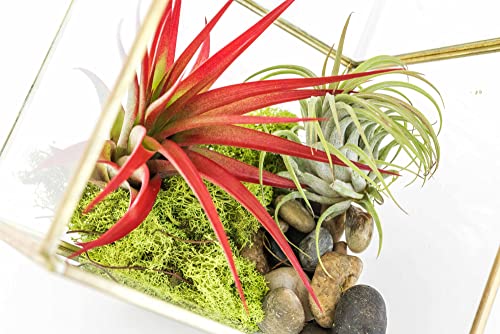 Heptahedron Geometric Glass Terrarium Kit with Red Abdita and Ionantha - Air Plant Tillandsia Holder - Live Tillandsia Succulent House Plant - Home and Garden Decor - Easy Care Indoor Outdoor Plants