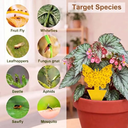 Yellow Sticky Fruit Fly Trap 60 Pack, Gnat Traps for House Indoor Plants - size: 60 Pack