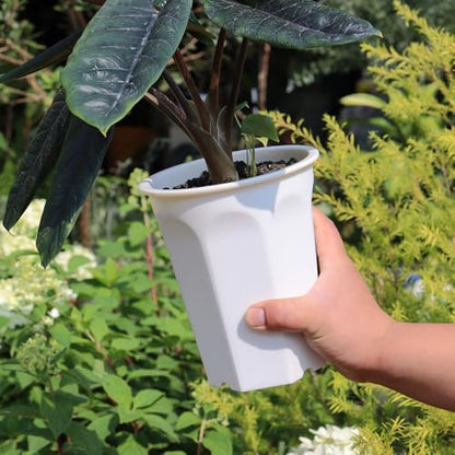 8 Pack 6.10 Inch White Plastic Deep Nursery Pot and Seedling Planter for Succulent, Cutting, Transplanting - color: White, size: 6.10 inch