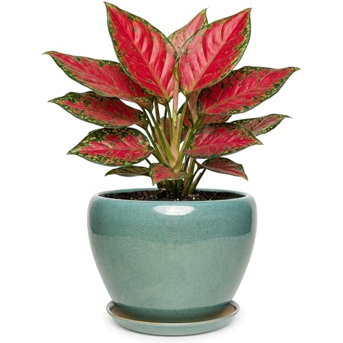 7.5 Inch Ceramic Plant Pot with Drainage Hole Mesh Net,Modern Gardening Pots for Indoor Plants with Saucer, Blue-Green - color: Blue-green, size: 7.5 Inch