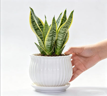 Yesland 3 Pack Ceramic Planter Pots, 3.9"/5.3"/6.7" Modern Round Flower Pots with Drainage Holes & Saucers, Small Indoor Planters for Succulent Cactus, Home Decor Gift