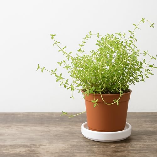 D'vine Dev 4-Pack Ceramic Plant Saucers, 3.7 in, White, 97-T-A-11 - color: White, size: 3.7" (4 Pack)