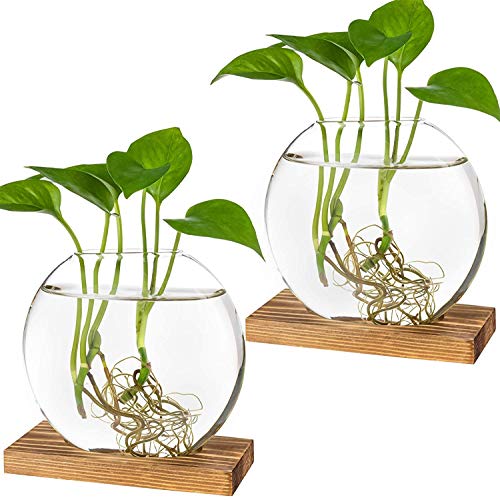 Kingbuy Round Glass Desktop Planter with Wooden Stand - Propagation Station for Small Hydroponic Plants, Spider Plants, Pothos, Lucky Bamboo - Terrarium Vase for Home Office Decor, 2-Pack, Brown - color: Brown