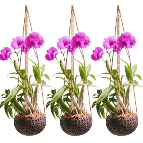 Set of 3 Hanging Orchid Pots for Small Orchids, Handmade Coconut Planters, Orchid Pots with Holes, Coconut Planters, Orchid Gifts