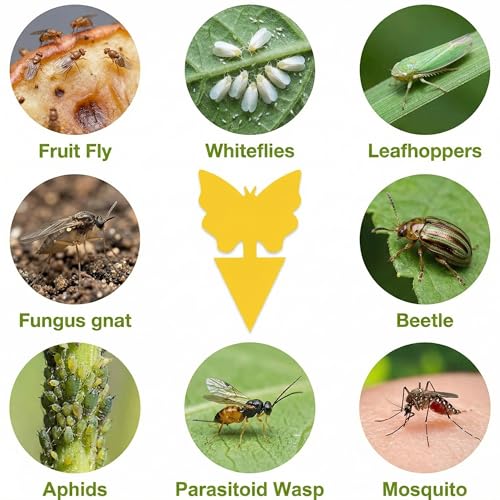 96 Pack Fruit Fly Sticky Trap - Gnats Insect Traps for Indoor Outdoor, Yellow Double-Sided Sticky Insect Catchers Fungus, Fruit Flies, Whiteflies, Aphids, Leaf Miners - size: 96P