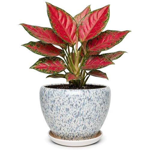 7.5 Inch Ceramic Plant Pot with Drainage Hole Mesh Net,Modern Gardening Pots for Indoor Plants with Saucer, Spotted Blue - color: Spotted Blue, size: 7.5 Inch