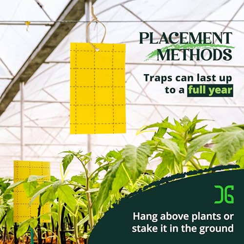 Catchmaster GRO Yellow Regular Double Sided Sticky Traps 36PK, Adhesive Bug & Fruit Fly Trap, Pest Control for Home, Farm, Garden, Hydroponics & Greenhouse, Protect Live Plants Indoor & Outdoor - size: 36 Pack - Yellow