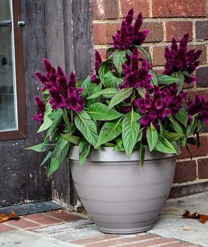 The HC Companies Rings Flower Planter - Self Watering Plant Pots for Herbs & More - Round Lightweight Outdoor & Indoor Planter (12" Gray, Pack of 1) - color: Gray, size: 12"