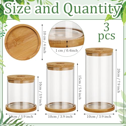 Maxcheck 3 Pcs 3 Sizes Plant Propagation Station Separated Glass Plant Terrarium Water Hydroponic Planter Holder with Lid and Wooden Stand Propagation Vase Pot for Home Indoor Office(Common Sizes) - size: Common Sizes