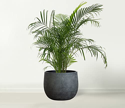 Olly & Rose Barcelona Ceramic Plant Pot Large 10 Inch - Charcoal Black Flower Pots - Plant Pots Indoor & Outdoor Planters Extra Large - color: Black