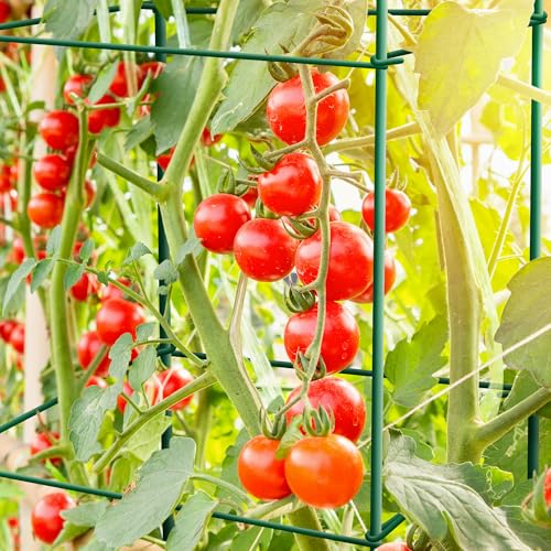 6-Pack 46inch Metal Tomato Cage for Garden Plant Support - color: Green, size: 46” H x 12” W