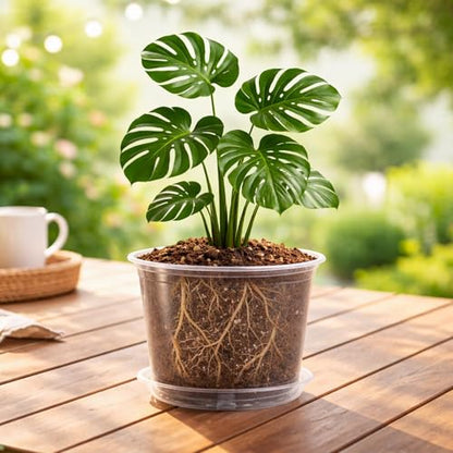 Bluepro Clear Nursery Pots with Saucers, 8 Inch, 8-Pack - size: 8 Inch-8Pcs