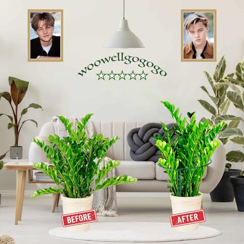 6-Pack Snake Plant Support Stakes, Half-Round Peony Cages and Supports, Green Plant Support Ring - Sturdy and Durable for Indoor and Outdoor Potted Plants, Such as Amaryllis, Peony, Hydrangea - size: 16x10in