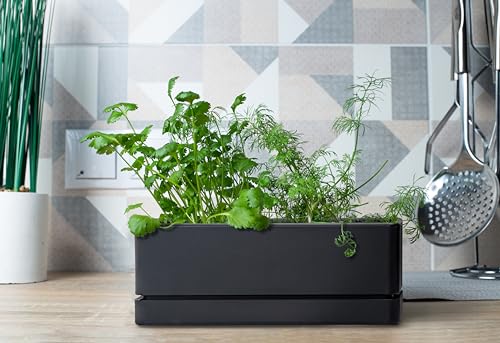 D'vine Dev Rectangular Planter, 12 x 4.5 in, Black, 76-X-B-1 - color: Black