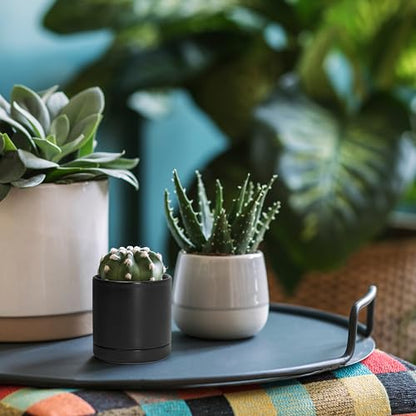 D'vine Dev 2-Pack Ceramic Pots with Saucers, Black, 3.5 in, 94-V-A-2 - color: Black, size: 3.5 Inch