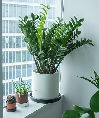 Phoenix Vine 14 Inch Plastic Plant Saucer Water Drip Tray, Heavy Sturdy Round Plant Drainage Tray for Indoors Outdoor, Set of 2, Matte Black, 21-TY-14B-2 - size: 14"