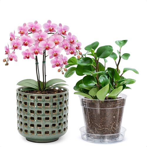 D'vine Dev Orchid Pot, Clear Pot & Saucer, Olive, 6.7 in, 28-A-Y-4 - color: Olive, size: 6.7"