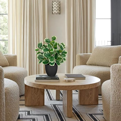 Villa Como 14.5" Artificial Plants Indoor Small Faux Peperomia Plant - color: #Funny White Margin