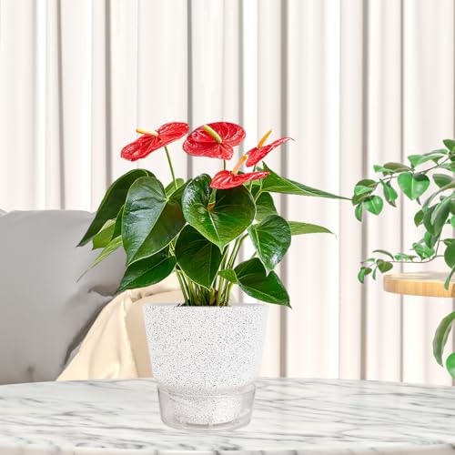 2024 Upgraded 5 Pack 6-Inch Self-Watering Planter Pots with Deep Reservoir for Indoor and Outdoor Plants with Planting Tools (Frosted White) - color: Frosted White