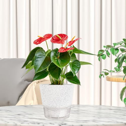 2024 Upgraded 5 Pack 6-Inch Self-Watering Planter Pots with Deep Reservoir for Indoor and Outdoor Plants with Planting Tools (Frosted White) - color: Frosted White