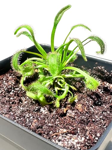 Cape Sundew (Drosera capensis) – Carnivorous Plant with Pot, Easy Indoor Grow Kit for Beginners & Nature Enthusiasts