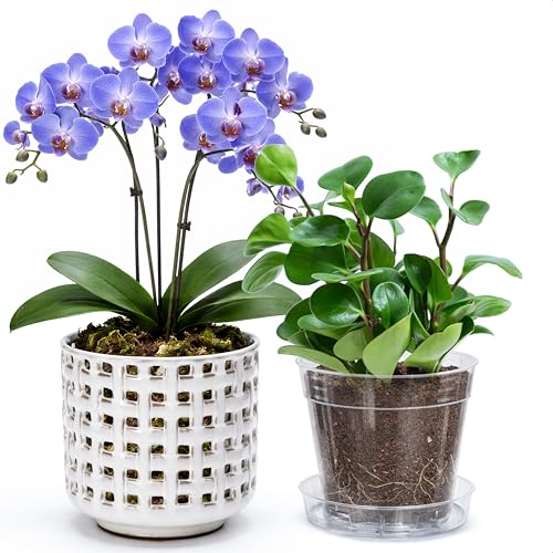 D'vine Dev Orchid Pot, Clear Pot & Saucer, Smoked White, 6.7 in, 28-A-Y-1 - color: Smoked White, size: 6.7"