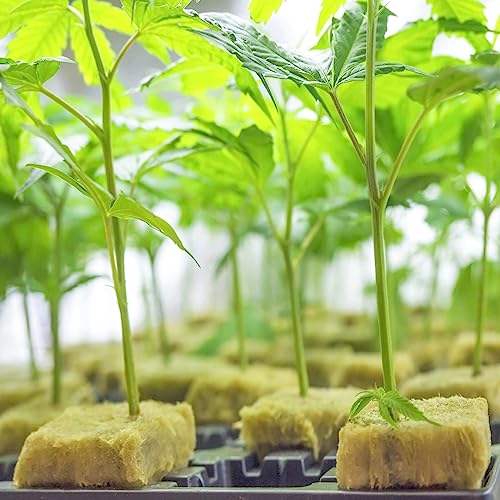 Halatool 1.5 in Rockwool Cubes for Hydroponics, 98 Plugs Seed Starter Cubes - color: 2 Sheets, size: 1.5" Cubes