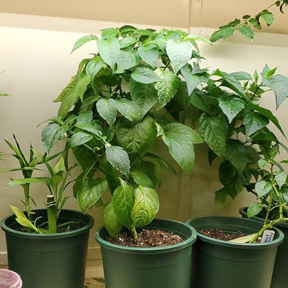 1 Gallon Pots for Plants, 10 Pack Thicken Durable Plastic Nursery Pots - color: Green