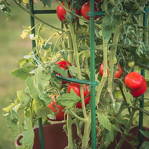 Frcctre 30 Pack 4 Ft Garden Stakes, 48 Inch Sturdy Green Plant Sticks, Plastic Coated Metal Tomato Stakes Support Plant Climbing Support for Tomatoes, Cucumber, Fences, Beans, Potted Plants