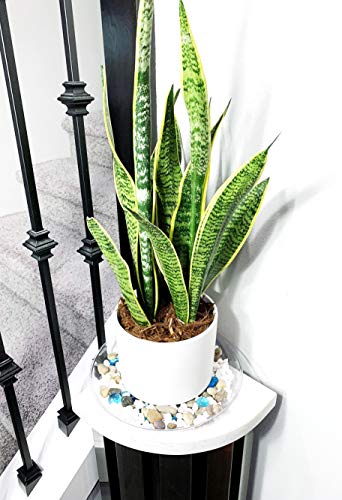 2 Pack of 10 inch Clear Round Plant Saucer, Thicker Plastic Tray for Indoor, Durable Flower Pot Planter Saucers with Multiple Support Footing Designed for Improved Airflow. - size: 10" - 2 Pack