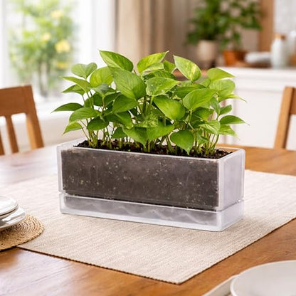 D'vine Dev Rectangular Planter, 12 x 4.5 in, Clear, Set of 1, 76-X-D-1 - color: Clear