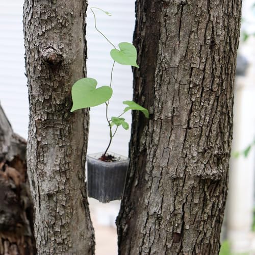 300 Pack 1.55 Inch Tiny Clear Plastic Square Nursery and Seedling Pot, Mini Transplant Seed Starter Planter with Drain Hole for Germination, Herb, Succulent - color: Clear